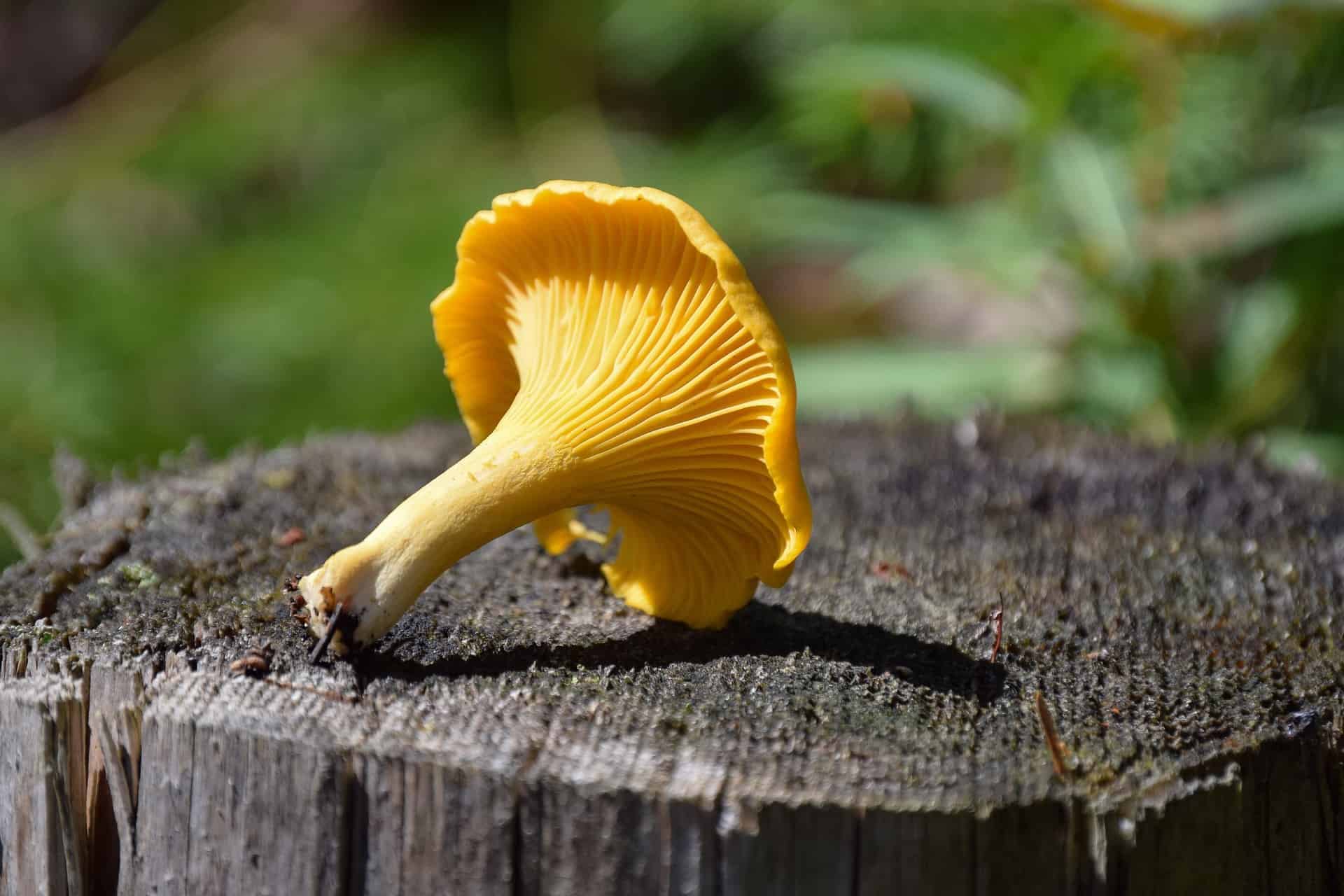 Chanterelle Mushroom Identification Importance Mushroom Health Guide