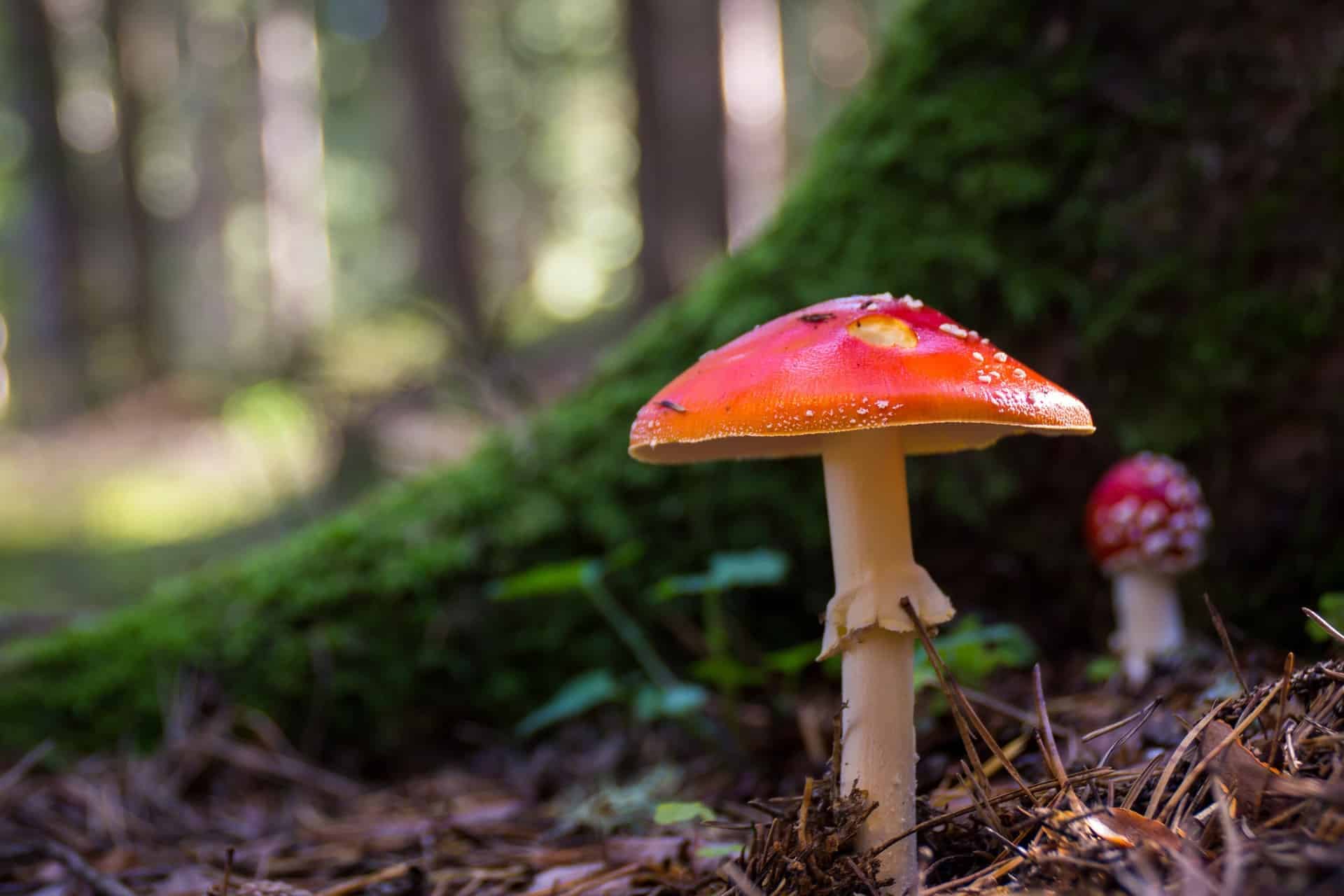 Poisonous Mushrooms That Look Like Morels Mushroom Health Guide