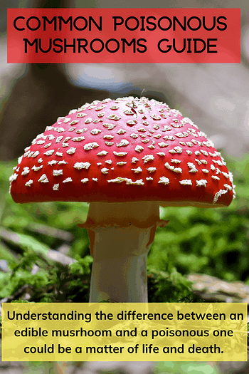 Poisonous Mushrooms That Look Like Morels Mushroom Health Guide