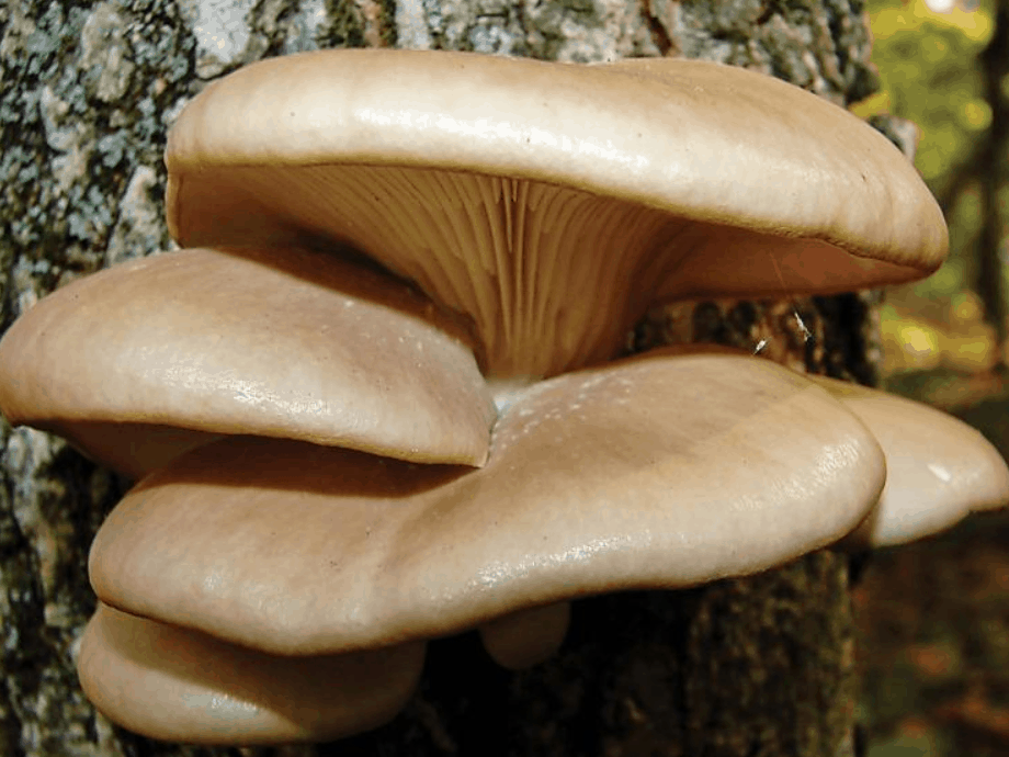 Guide about Oyster Mushroom Lookalikes Mushroom Health Guide