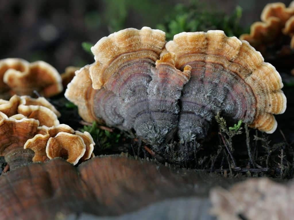 turkey tail mushroom trip