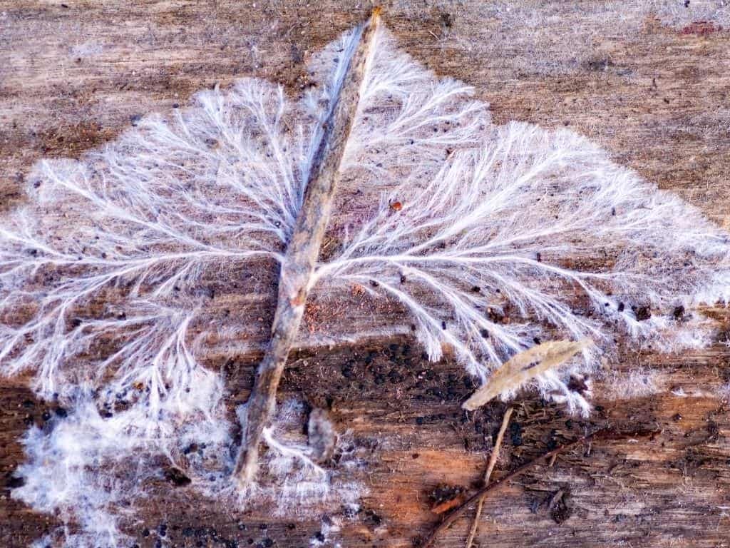 5 Facts about Mushroom Mycelium Mushroom Health Guide